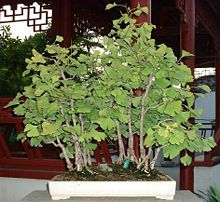 Shohin Bonsai on Is Birch Treebribetula Pendula Shohin Chinese Nice Little White Seeds